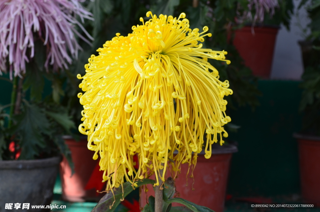 菊花