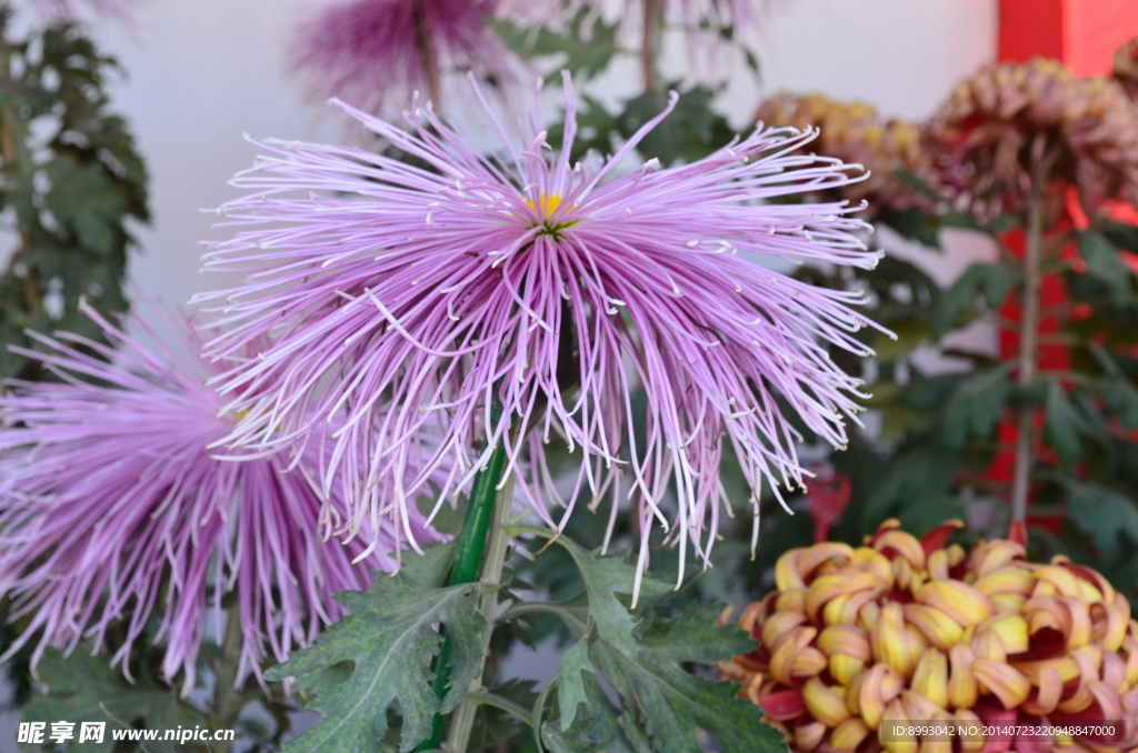 菊花