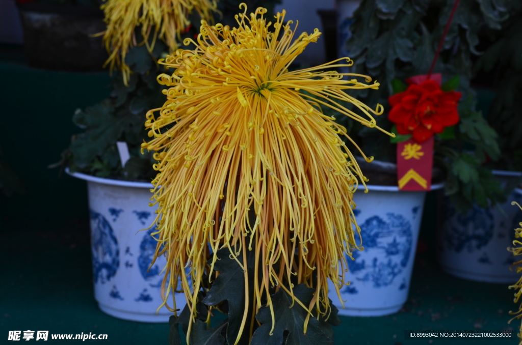 菊花