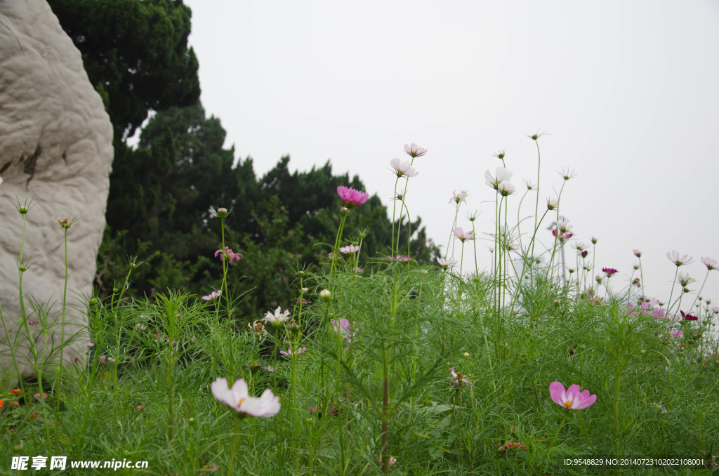 格桑花