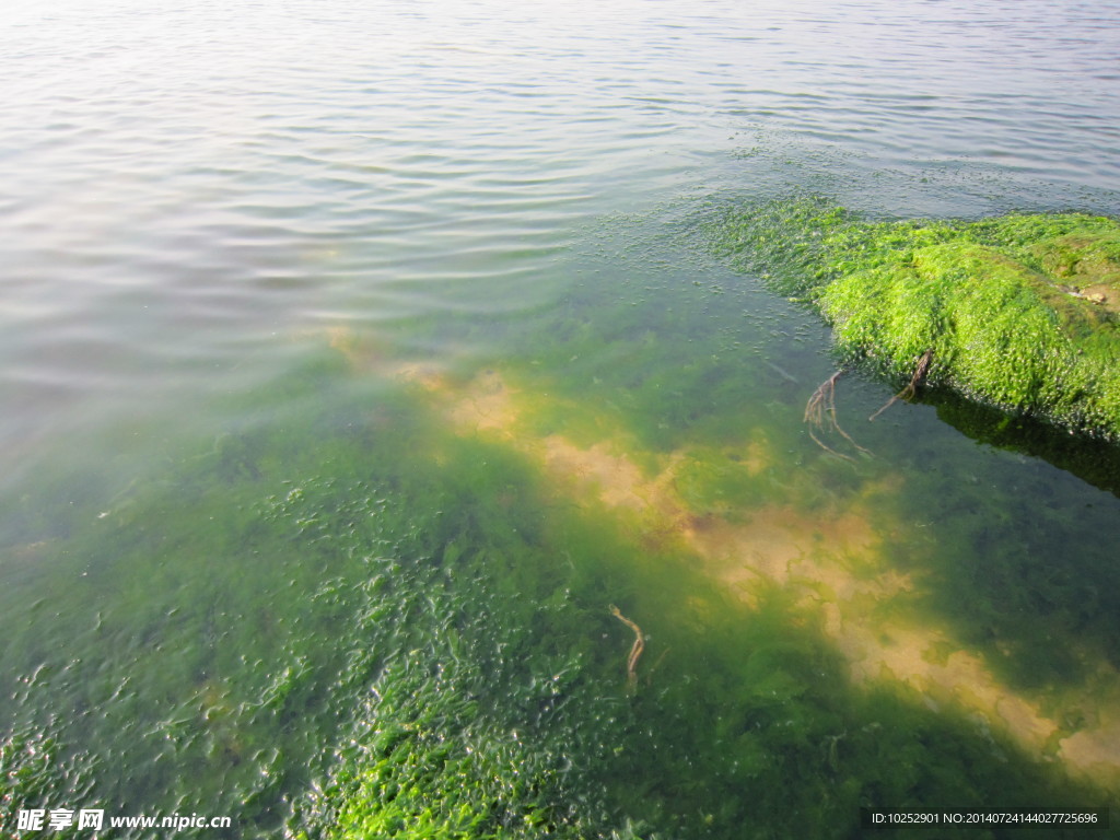 海藻海苔