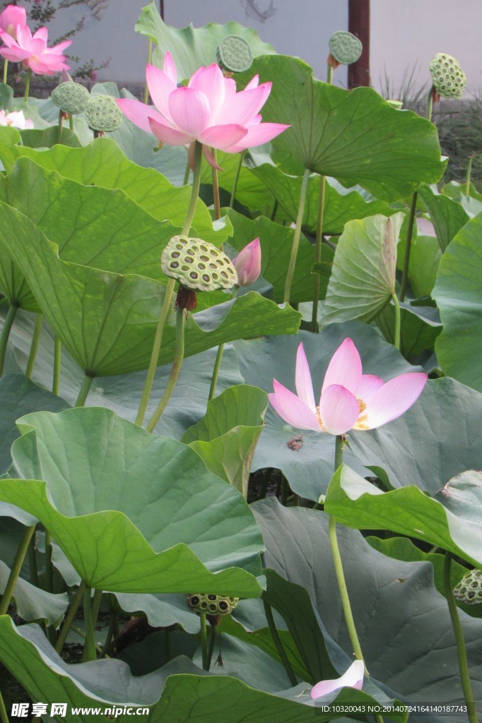 荷花