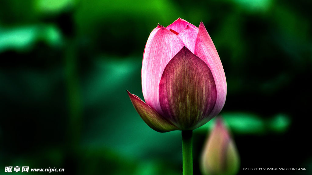 荷花