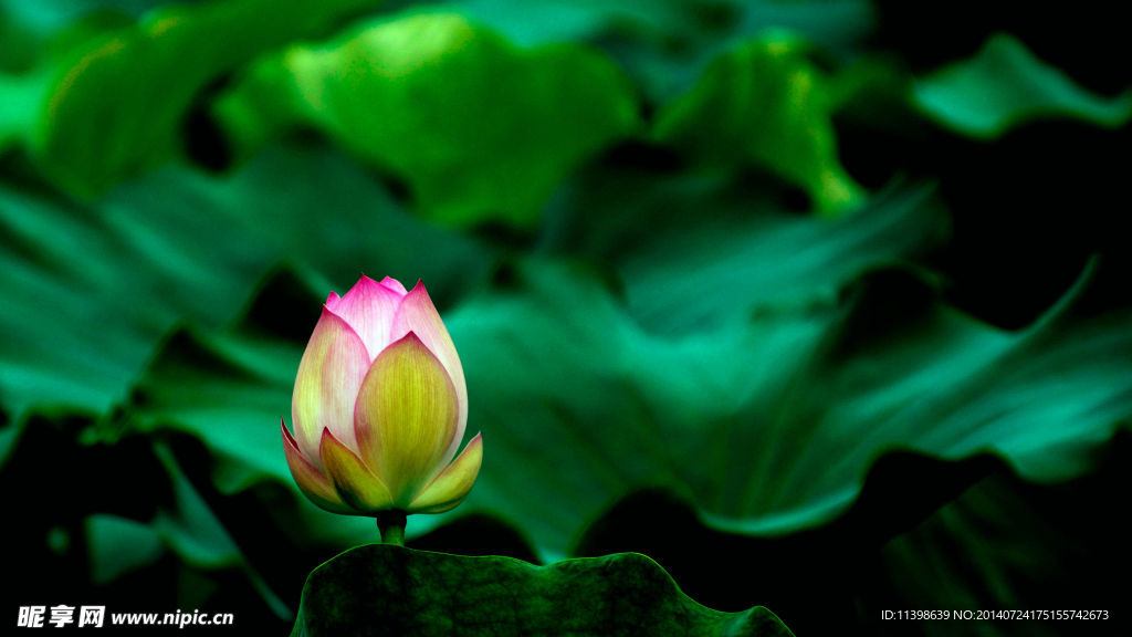 荷花
