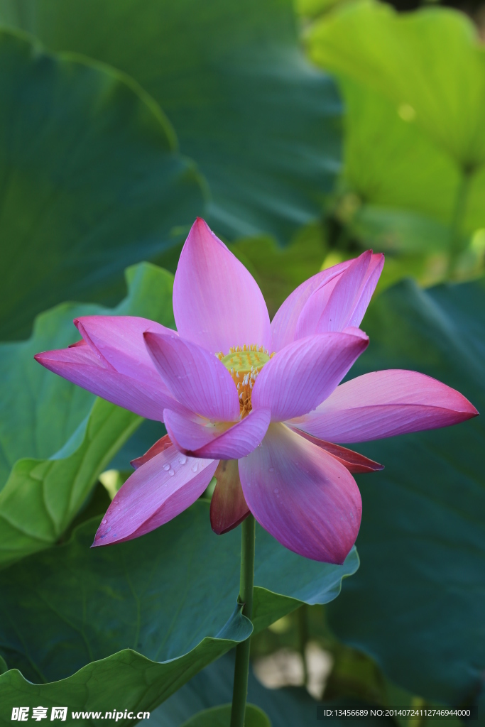 荷花