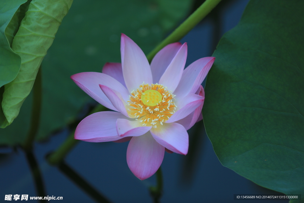 荷花