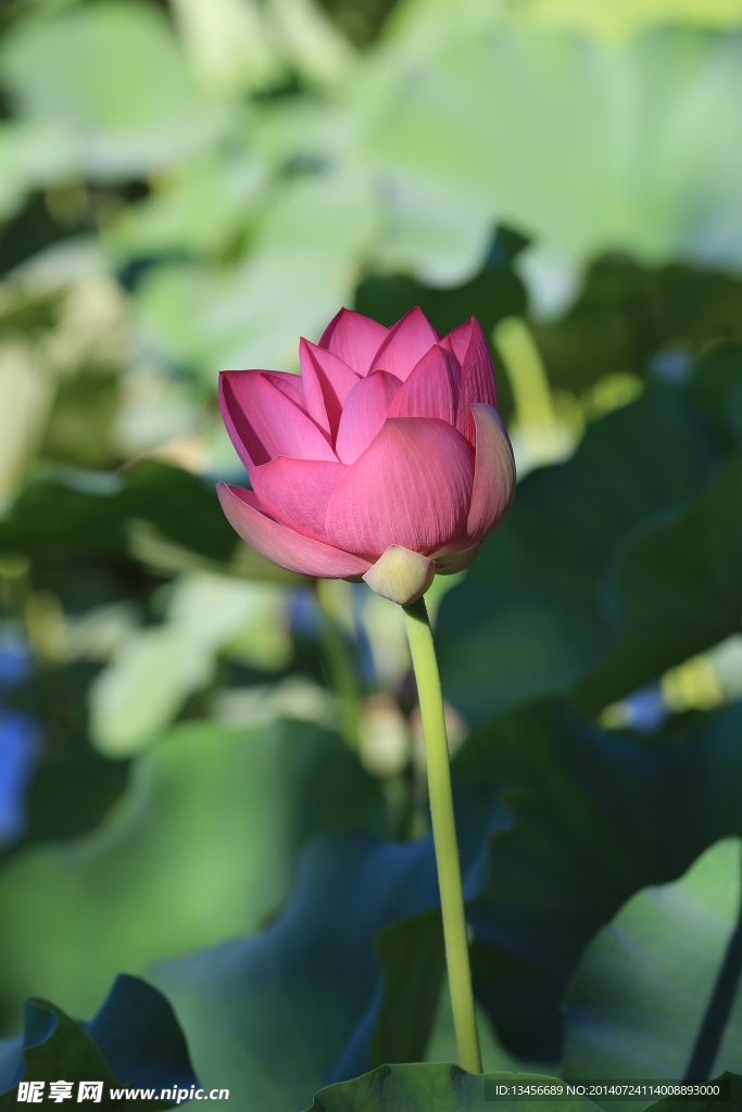荷花