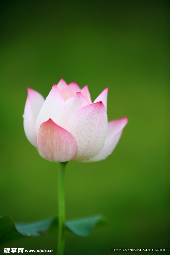 莲花坐禅