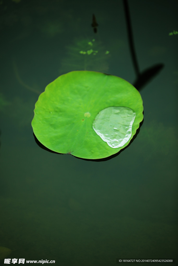 荷叶伴水