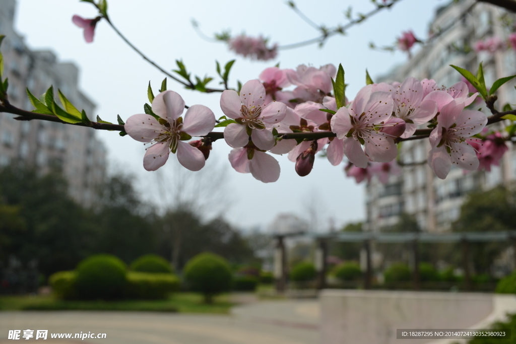 桃花