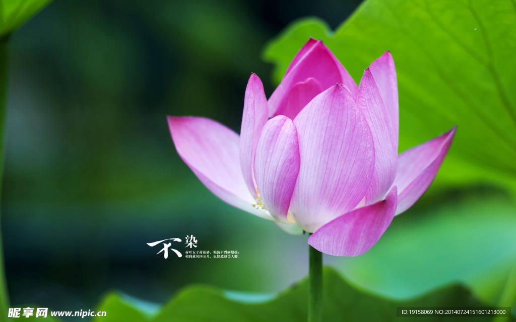 荷花特写