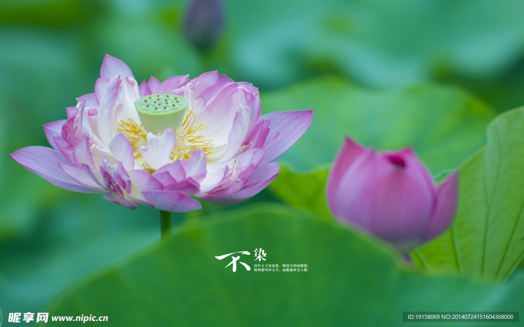 荷花特写