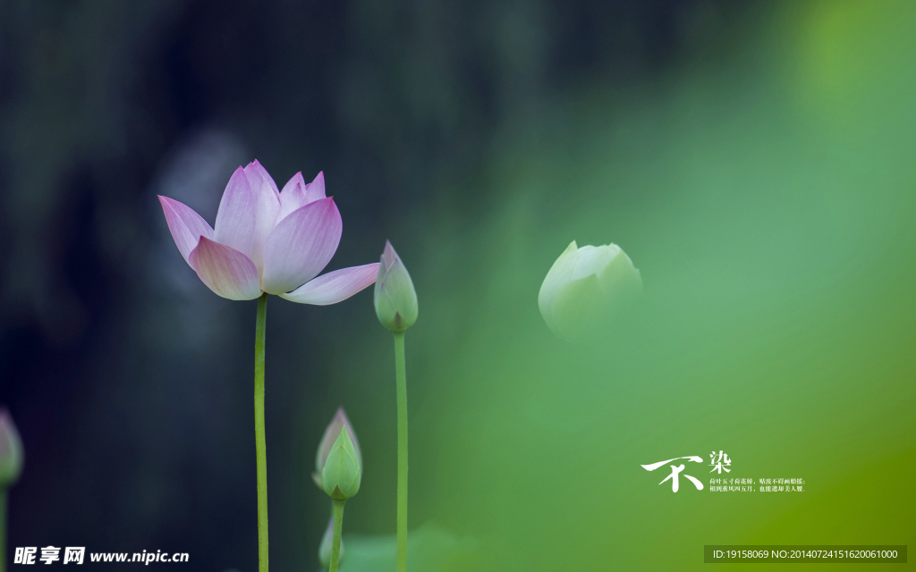 荷花特写