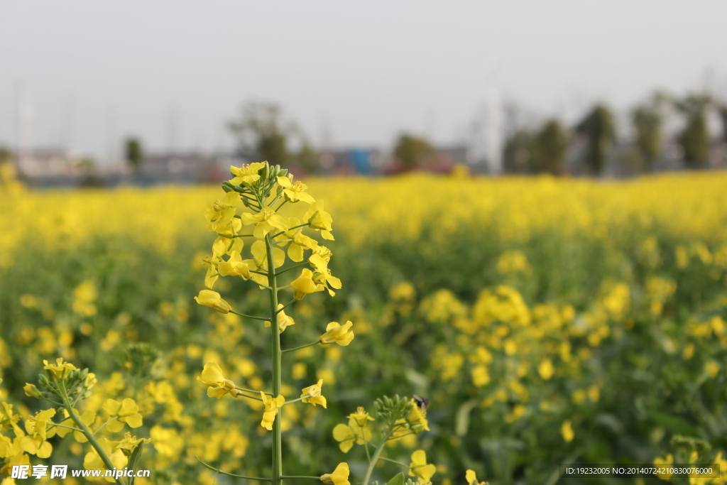 油菜花