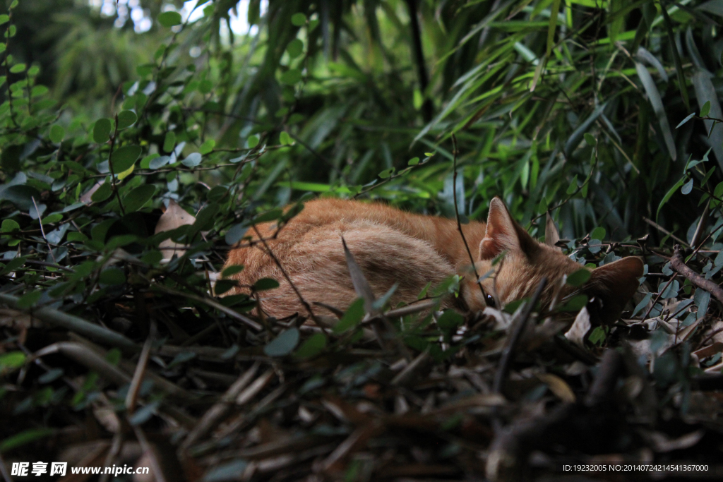 草丛里的猫