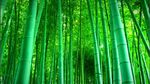 竹林深处2