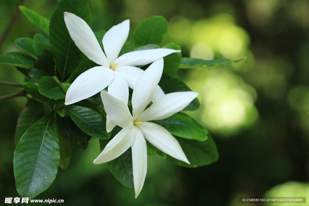 绿叶白花