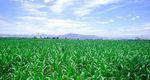 玉米田