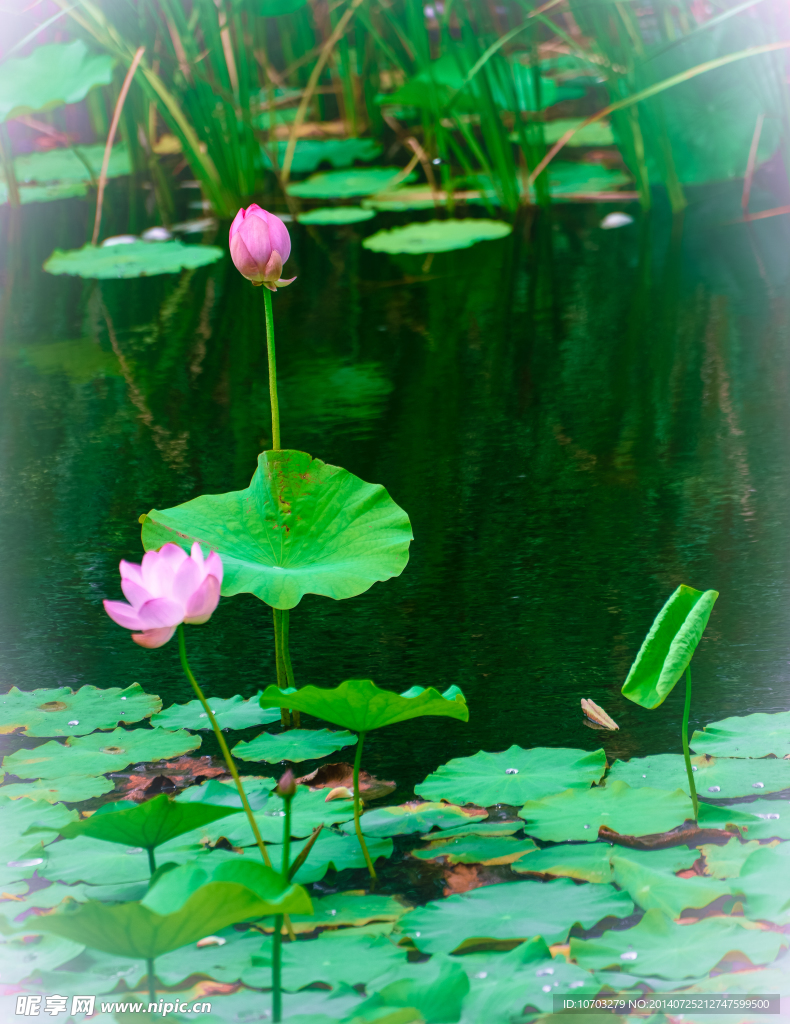 荷花