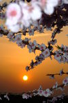 落日 桃花