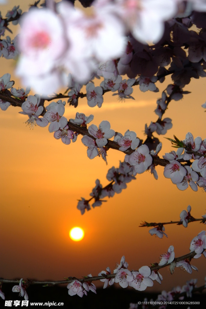 落日 桃花