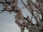 桃花语
