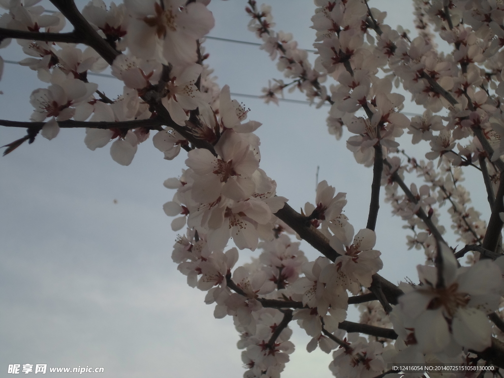 桃花语