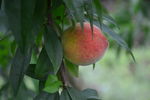 成熟的红色水蜜桃