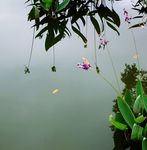 水中花韵