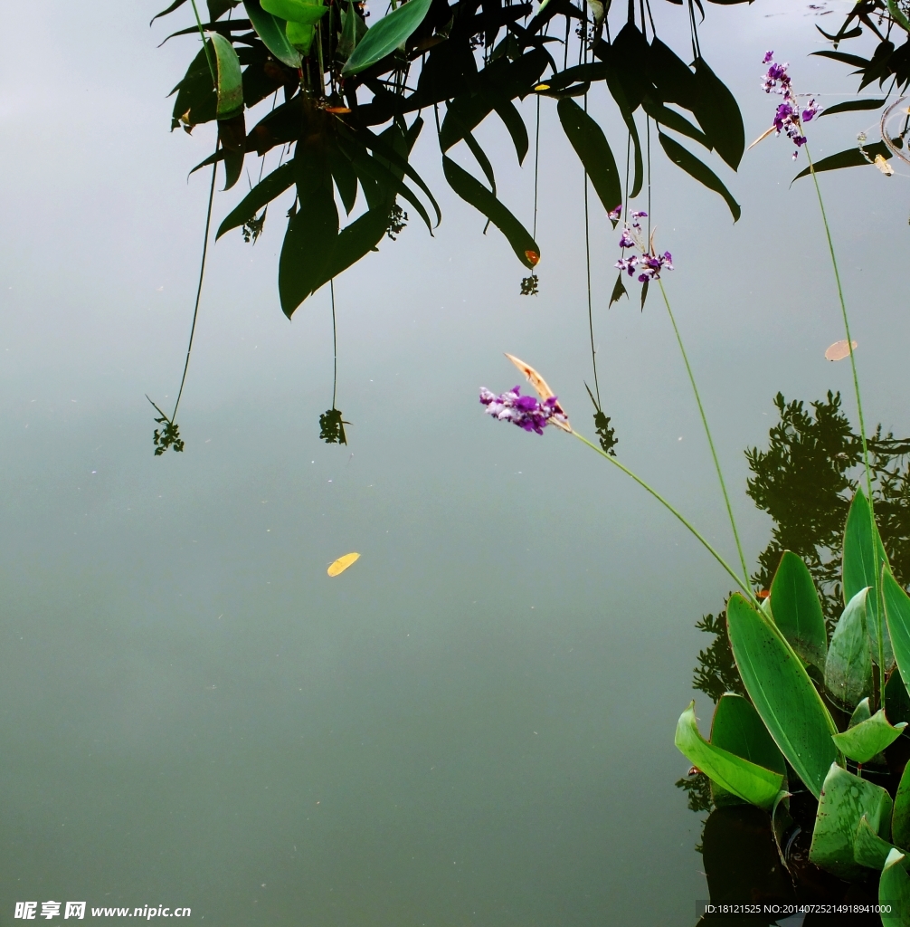 水中花韵