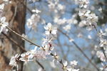 高清 鲜花 桃花