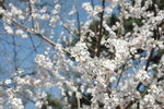 高清 鲜花