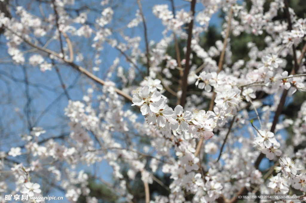 高清 鲜花