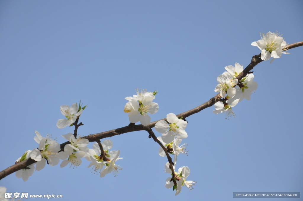 高清 鲜花 桃花