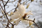 玉兰花