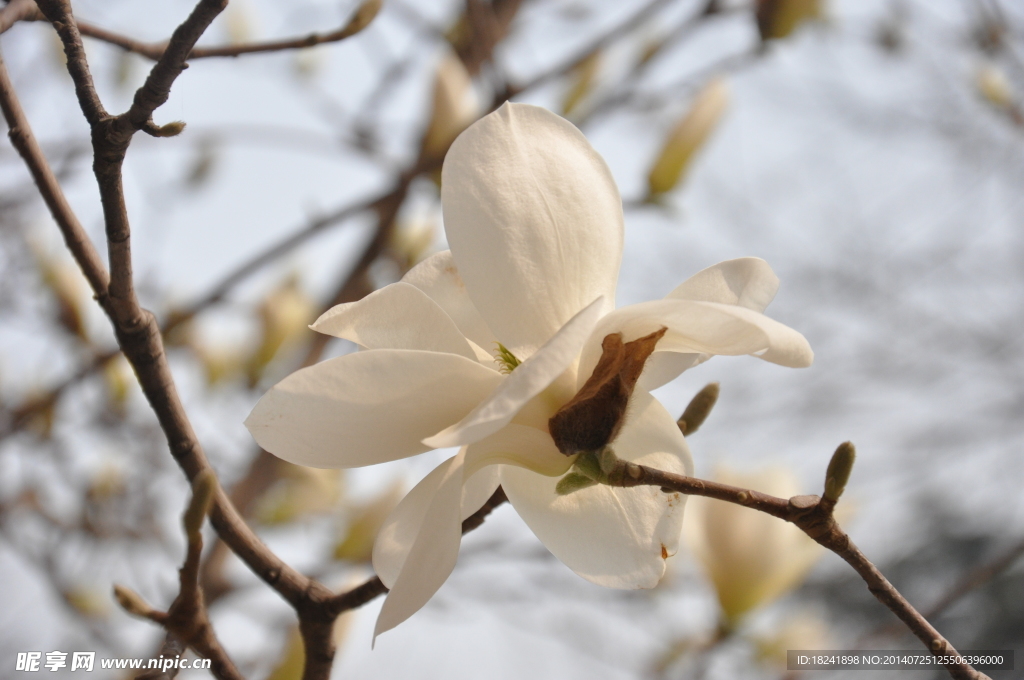玉兰花
