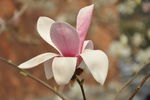 玉兰花