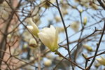 玉兰花
