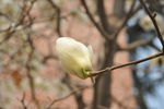 玉兰花