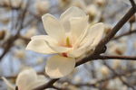 玉兰花