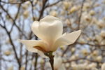 玉兰花