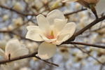 高清鲜花