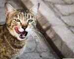 猫动物