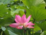 莲花