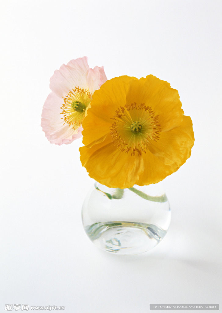 花卉