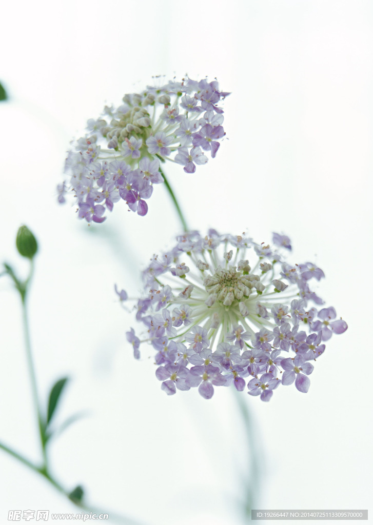 花卉