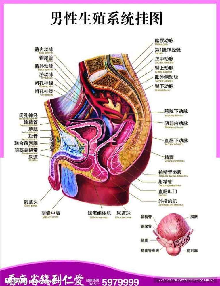 男性生殖系统详细效果