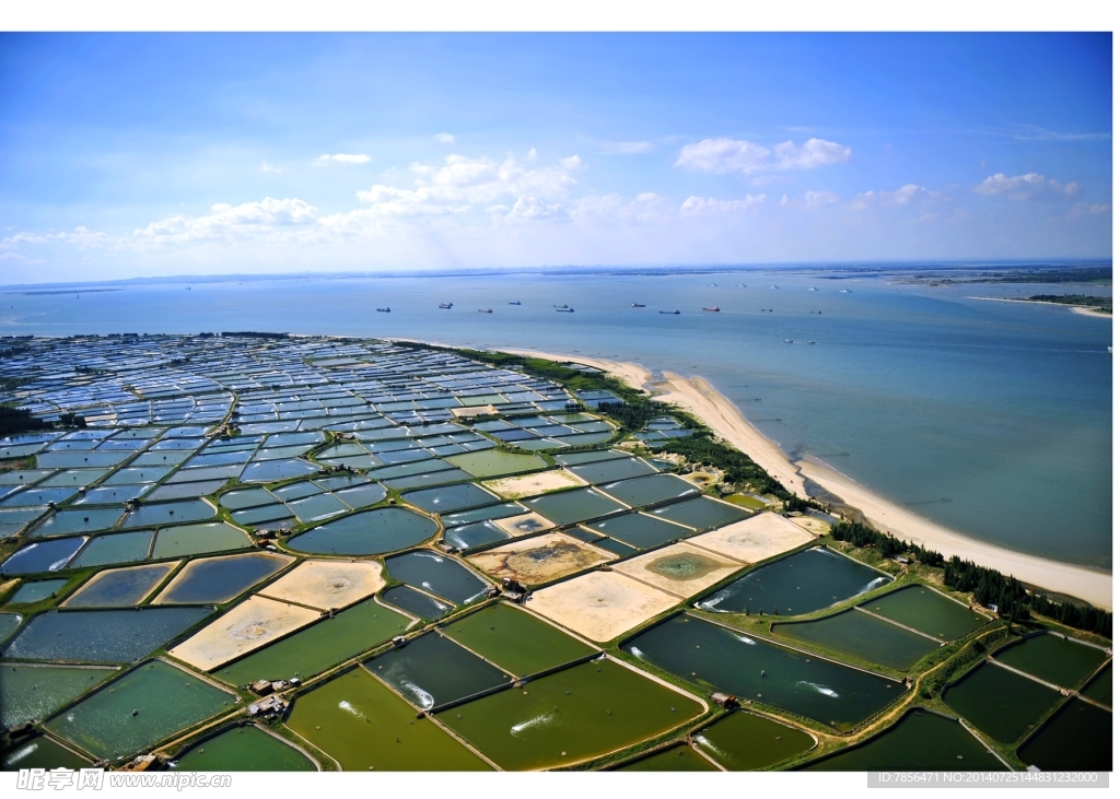 东海岛对虾养殖基地鸟