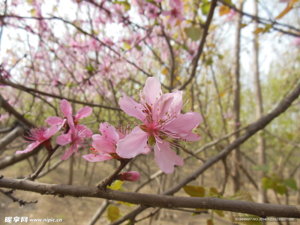 桃花