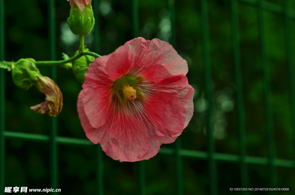 牵牛花